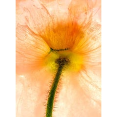 Color Ice Form 77 2