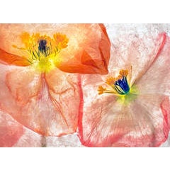 Color Ice Form 86 3