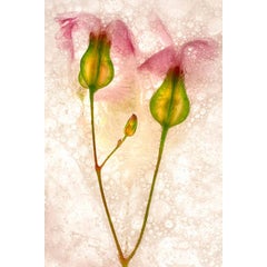 Color Ice Form 88 1