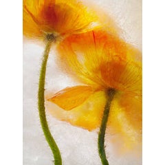 Color Ice Form 15 2