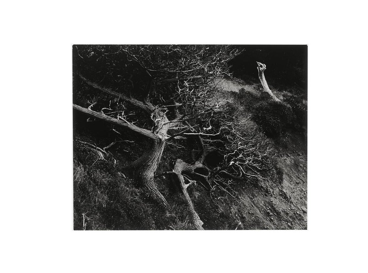 Edward Weston Black and White Photograph - Cypress, Point Lobos