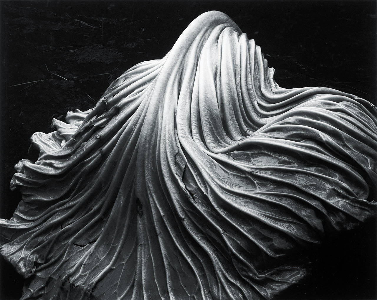 Edward Weston Black and White Photograph - Cabbage Leaf