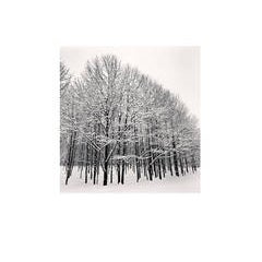 Forest Snow, Sakkuru-Otoineppu, Hokkaido, Japan 2