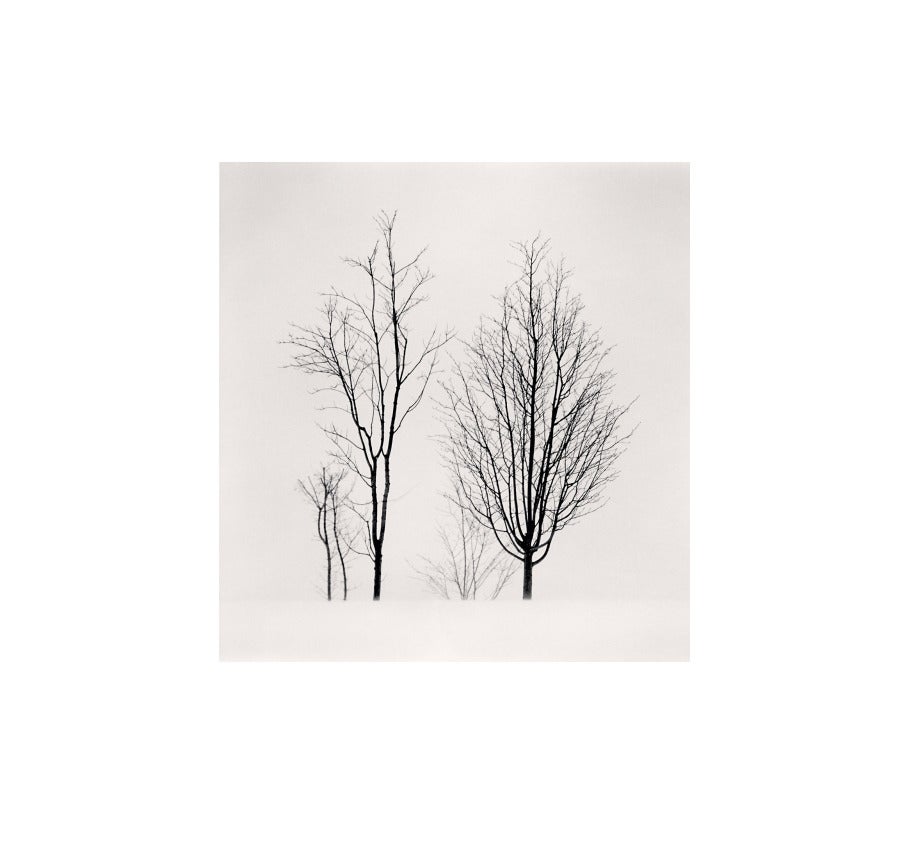 Michael Kenna Black and White Photograph - Bare Branches, Biei, Hokkaido, Japan