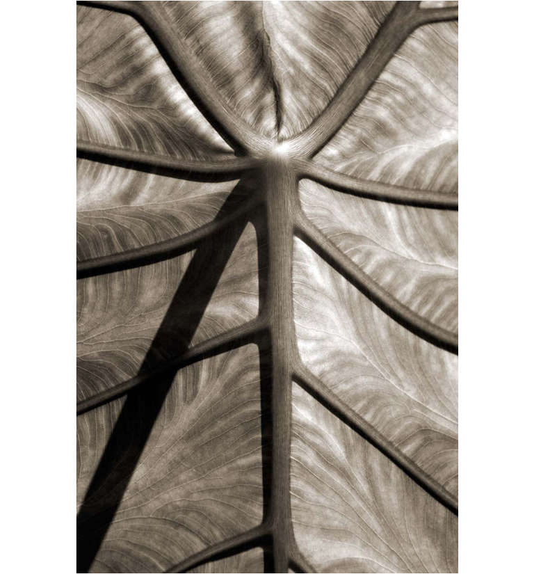 Cara Weston Still-Life Photograph - Leaf and Shadow, Atlanta, 2007