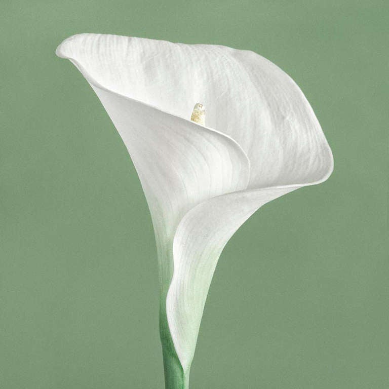 Calla Lilly III.