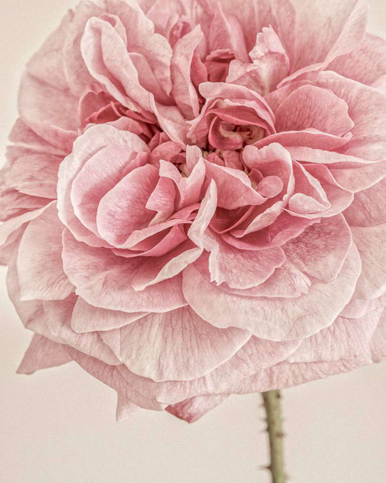 Paul Coghlin Color Photograph – Englische Rose I