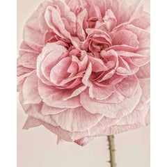English Rose I 12