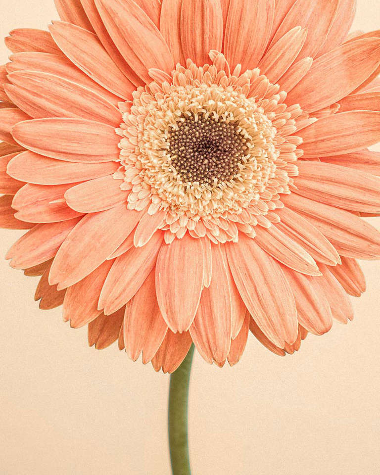 Paul Coghlin Color Photograph – Gerbera I