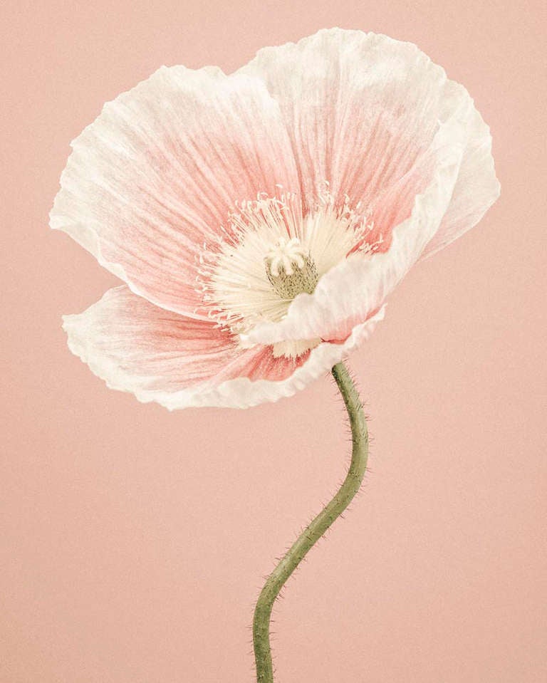 Color Photograph di Paul Coghlin - Papavero islandese II