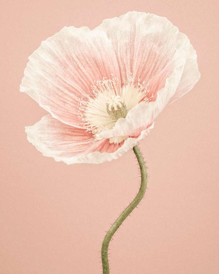 Icelandic Poppy II