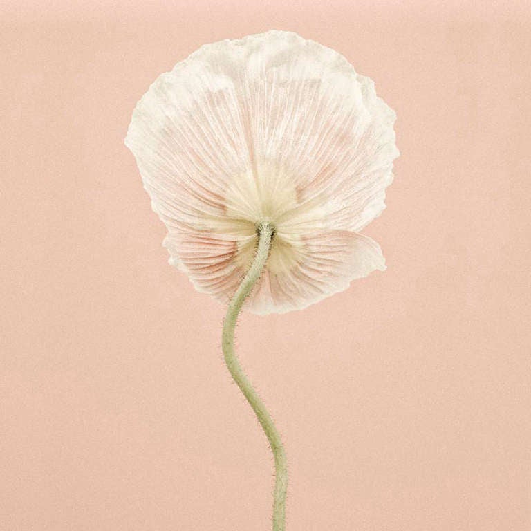 Color Photograph di Paul Coghlin - Papavero islandese III