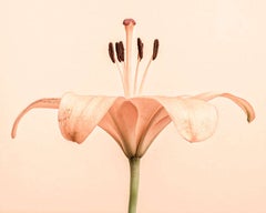 Lily Unfurled
