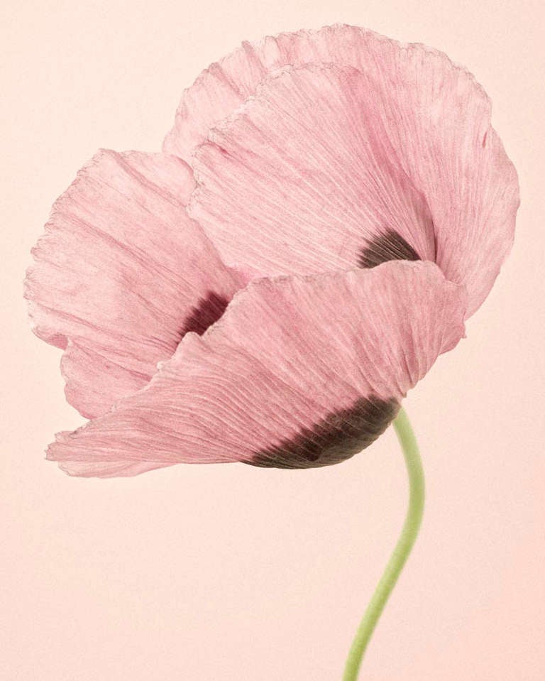 Color Photograph Paul Coghlin - Pavot à opium I