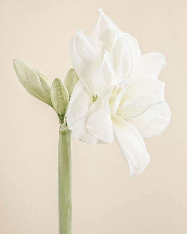 Color Photograph di Paul Coghlin - Ninfa Bianca I