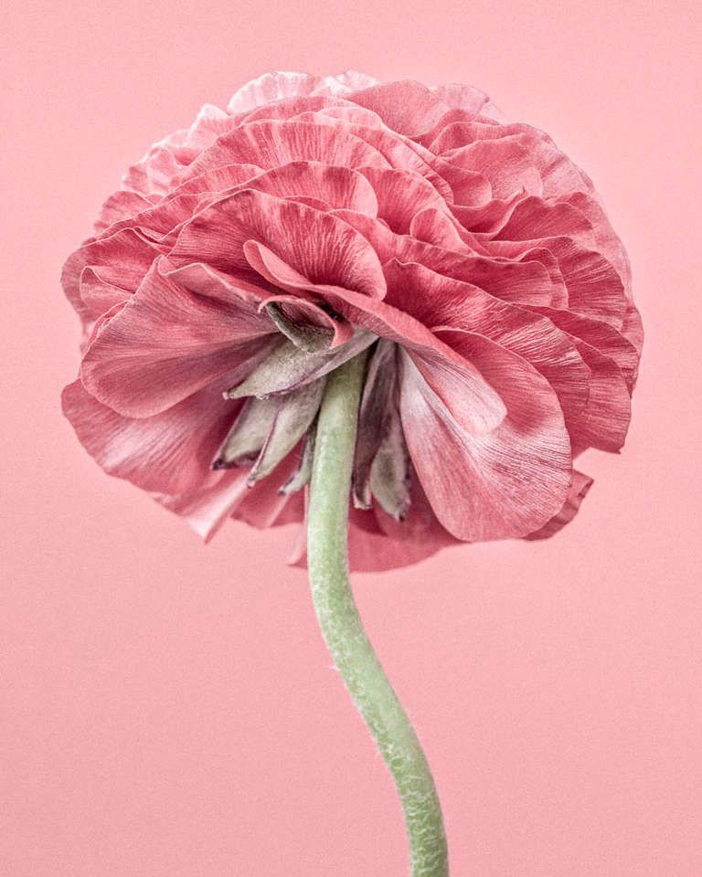 Paul Coghlin Color Photograph - Pink Ranunculus III