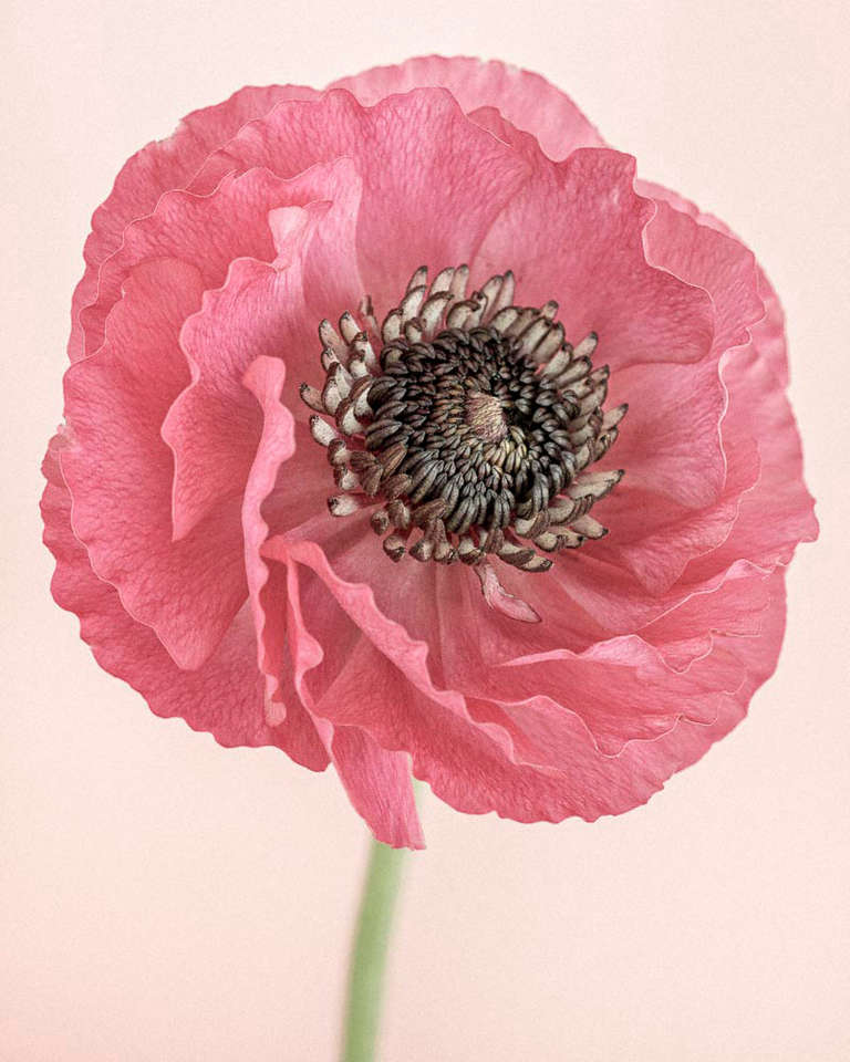 Paul Coghlin Color Photograph - Pink Ranunculus I