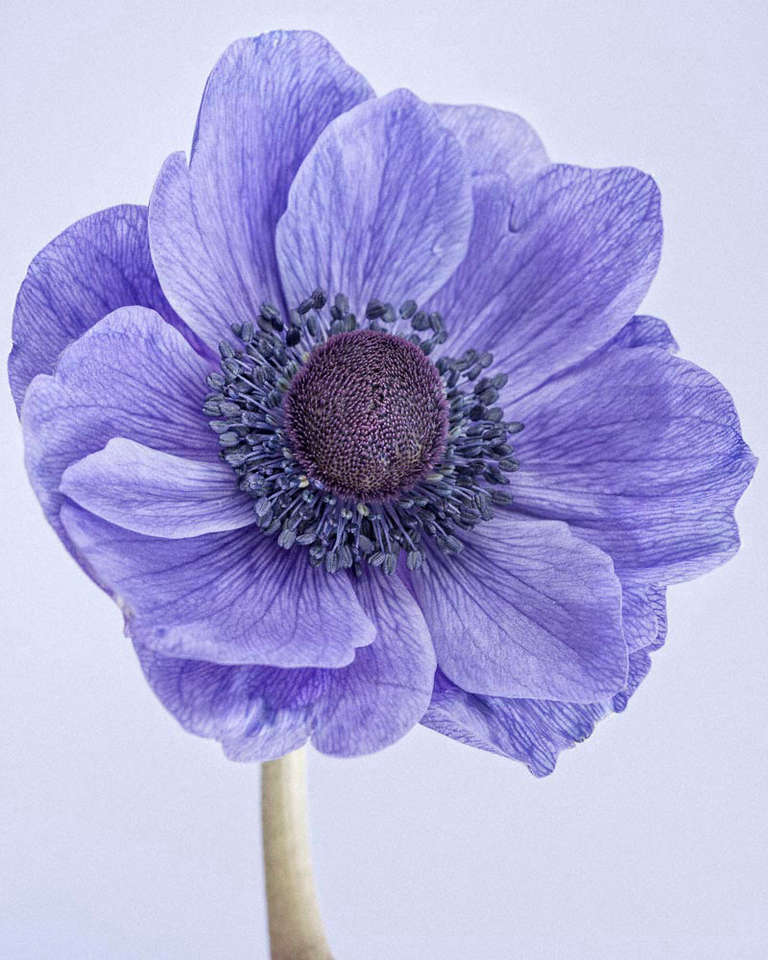 Paul Coghlin Color Photograph - Poppy Anemone I