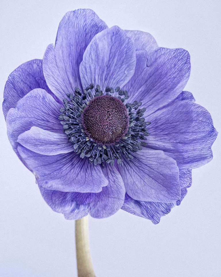Color Photograph de Paul Coghlin - Anémona amapola I