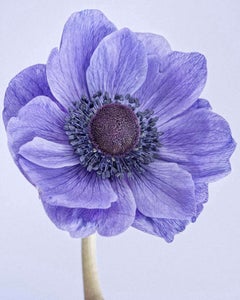 Poppy Anemone I