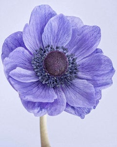 Mohnblumen Anemone I