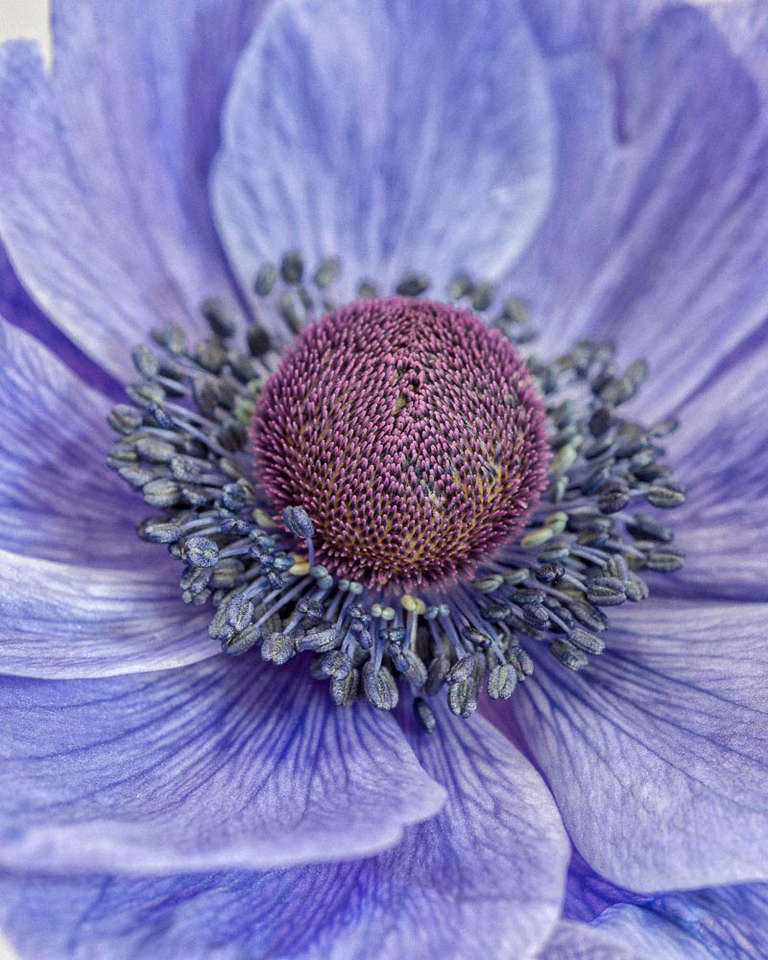 Color Photograph de Paul Coghlin - Anémona amapola II