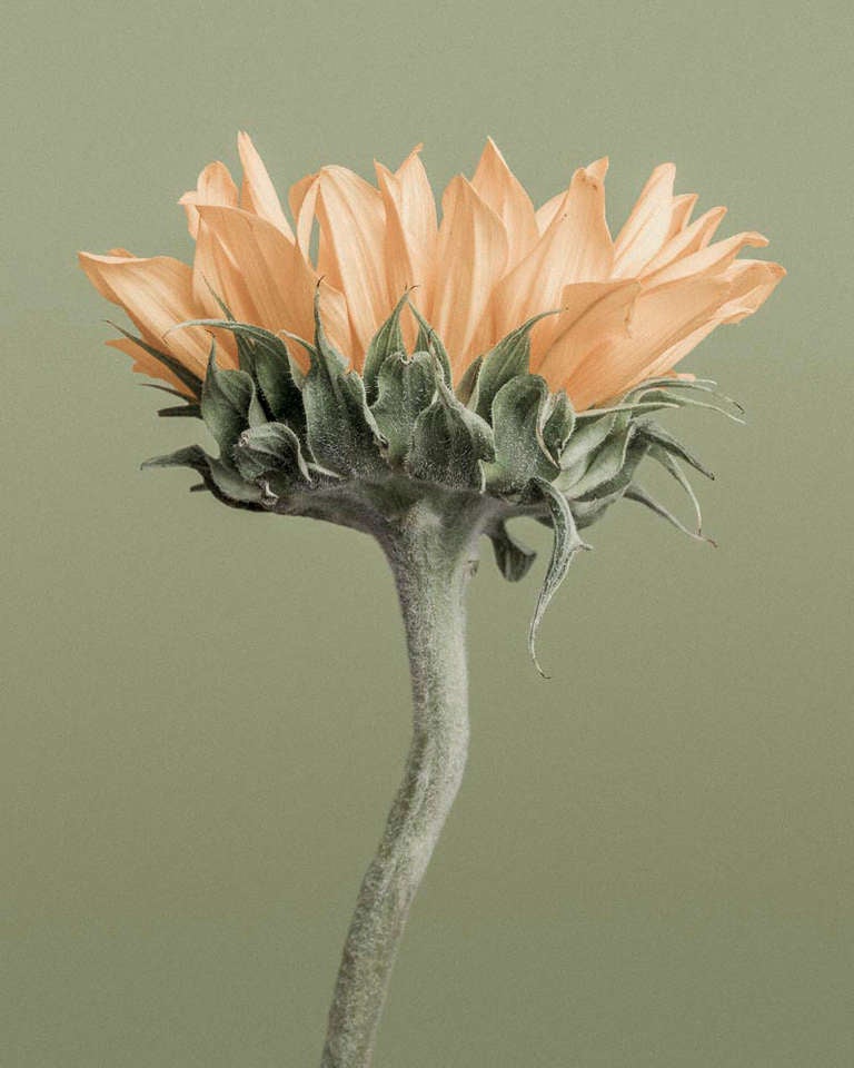 Paul Coghlin Color Photograph – Sonnenblume auf Grün