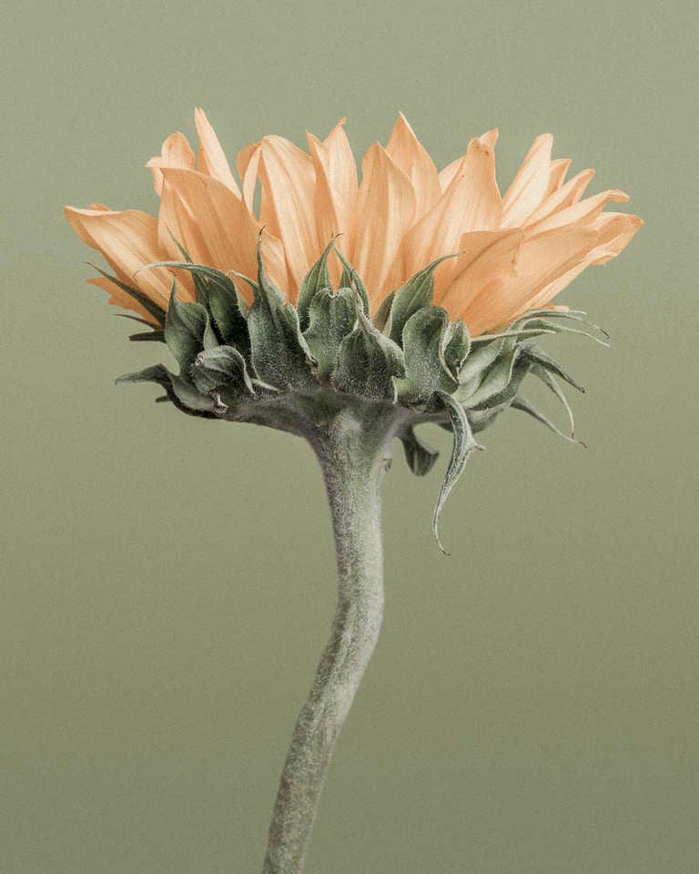 Color Photograph di Paul Coghlin - Girasole su Greene & Greene