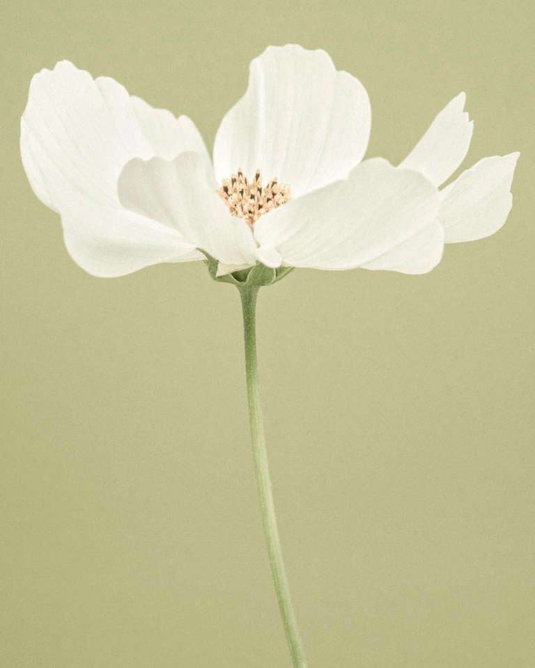 Paul Coghlin Color Photograph - White Cosmos I