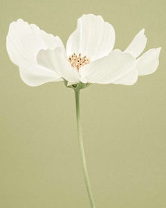 White Cosmos I