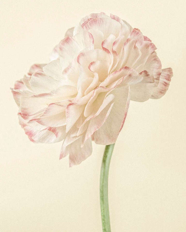 Paul Coghlin Color Photograph – Ranunculus I, Gelb