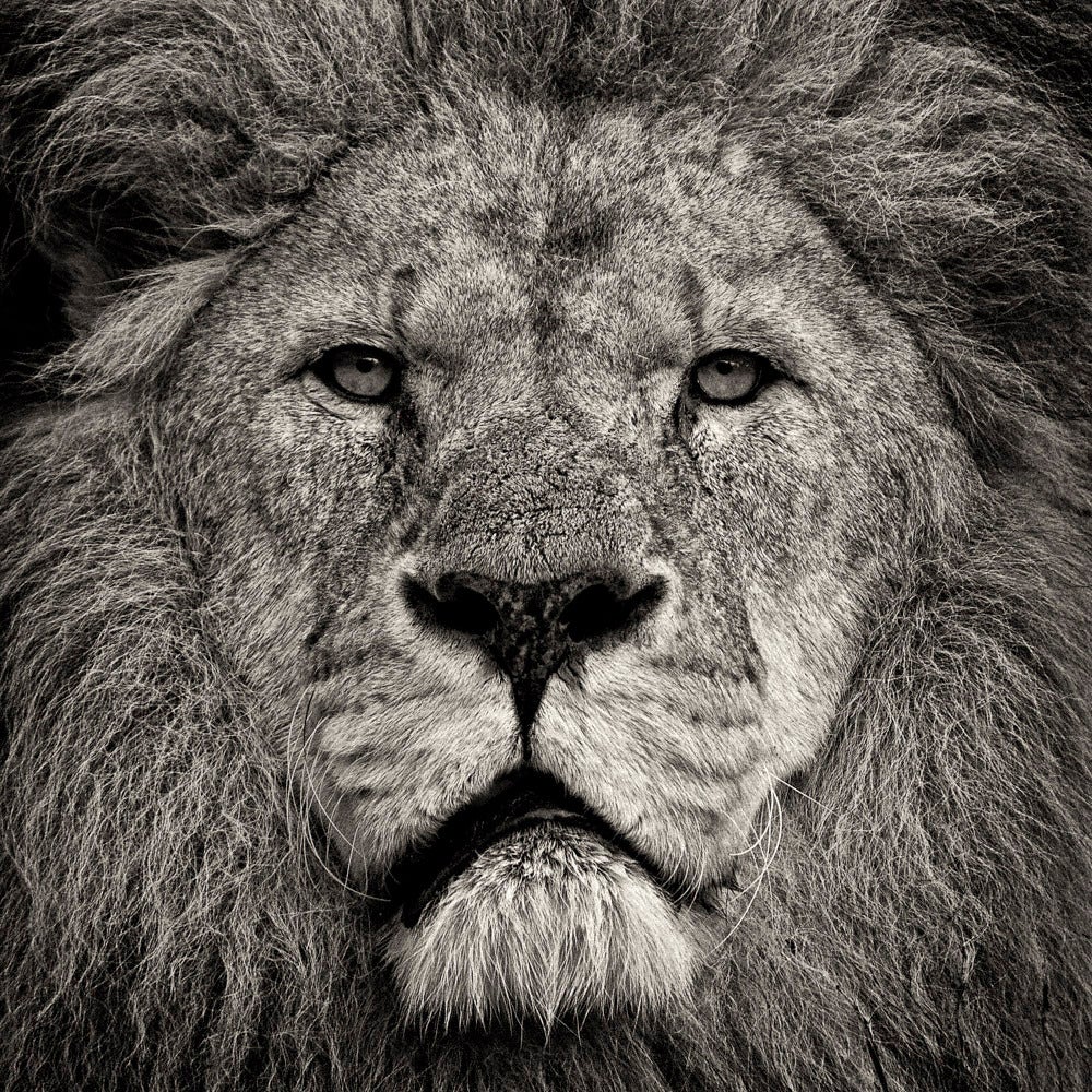 Portrait Photograph di Paul Coghlin - Lo sguardo del leone