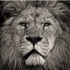 Lion's Stare 4