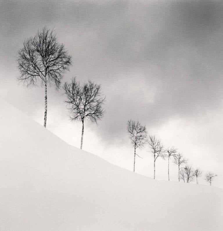Michael Kenna Black and White Photograph - Nine Silver Birches, Shibetsu, Hokkaido, Japan, 2009