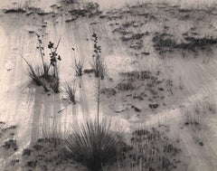Yucca and Scrub, White Sands