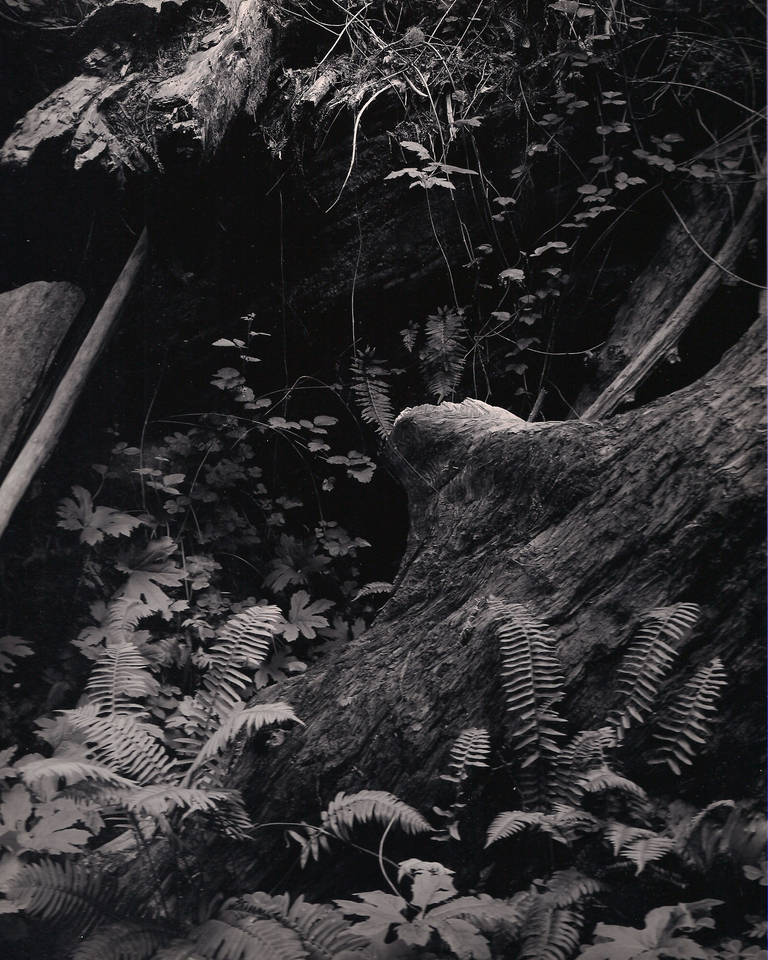 Brett Weston Black and White Photograph - Untitled ~ Ferns and Log