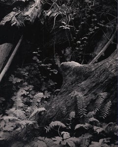 Vintage Untitled ~ Ferns and Log