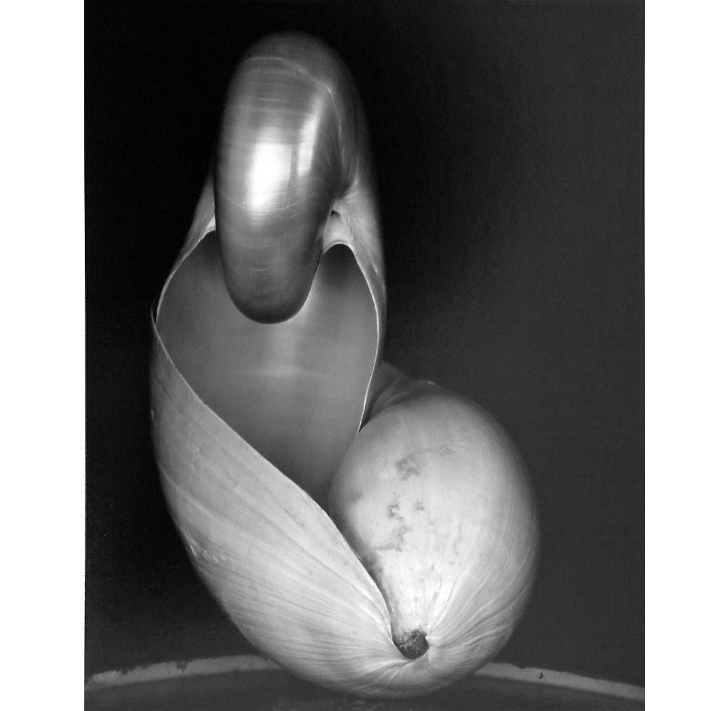 Edward Weston Still-Life Photograph - 14S ~ Two Shells