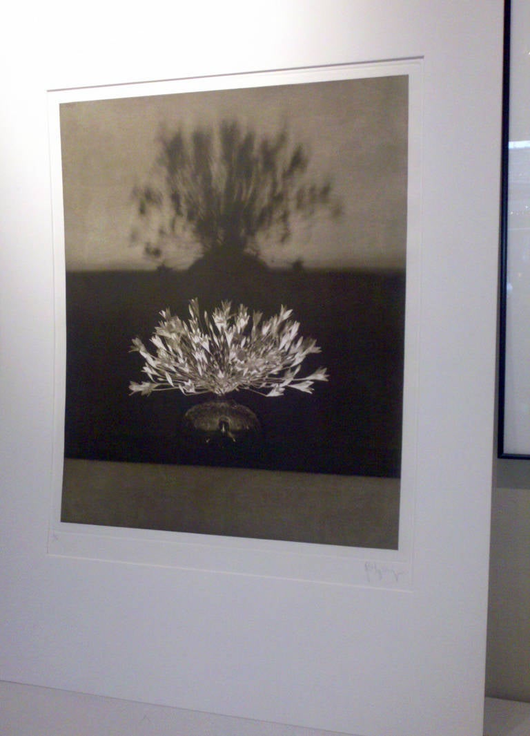 Fleurs et ombres - Noir Still-Life Photograph par Robert Mapplethorpe