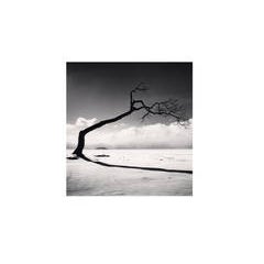 Kussharo Lake Tree, Study 10, Kotan, Hokkaido, Japan, 2005 4