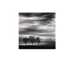 Drei Bäume am Dusk, Fain, Les Moutiers, Bourgogne, Frankreich, 2013