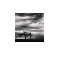 Three Trees at Dusk, Fain, Les Moutiers, Bourgogne, France, 2013 5