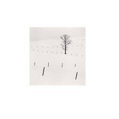 Tree and Twenty Eight Posts, Teshikaga, Hokkaido, Japan, 2013 6