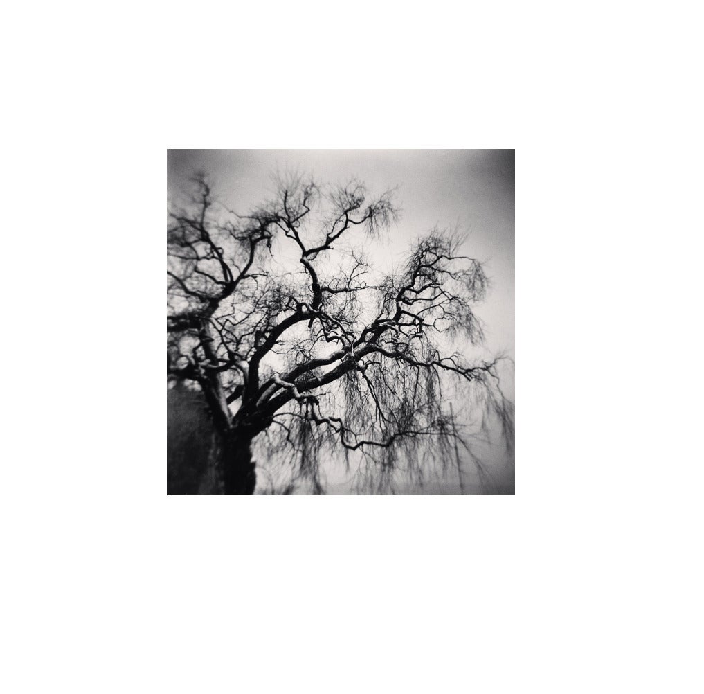 Michael Kenna Black and White Photograph - Trees and Boat Mast, Seefeldquai, Zurich, Switzerland, 2013