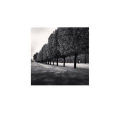 Tuileries Gardens, Study 3, Paris, France, 2011 8