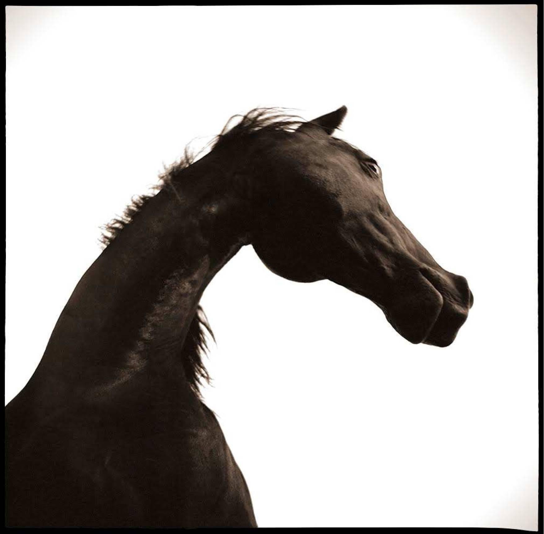 Nine Francois Portrait Photograph - Horse I
