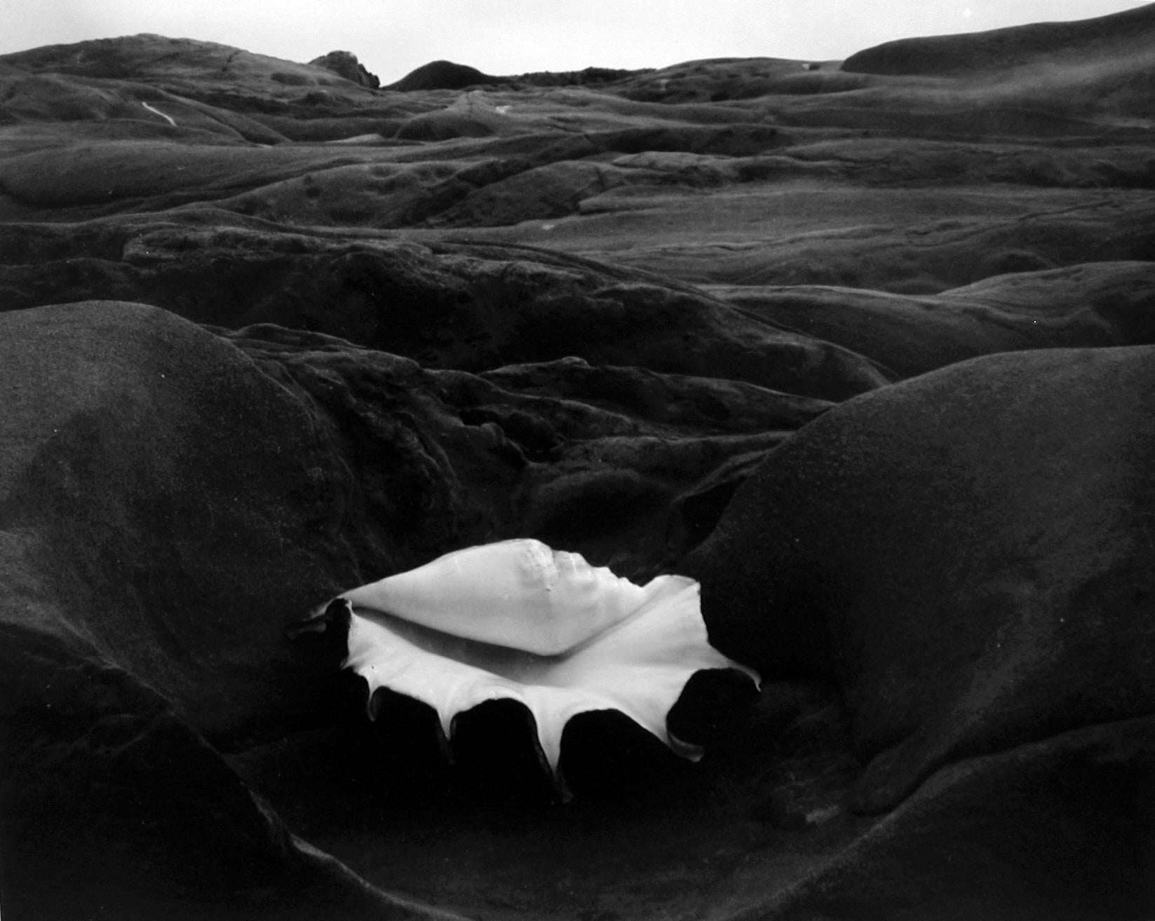 Edward Weston Black and White Photograph – Muschel- und Rock-Arrangement ~ 15S