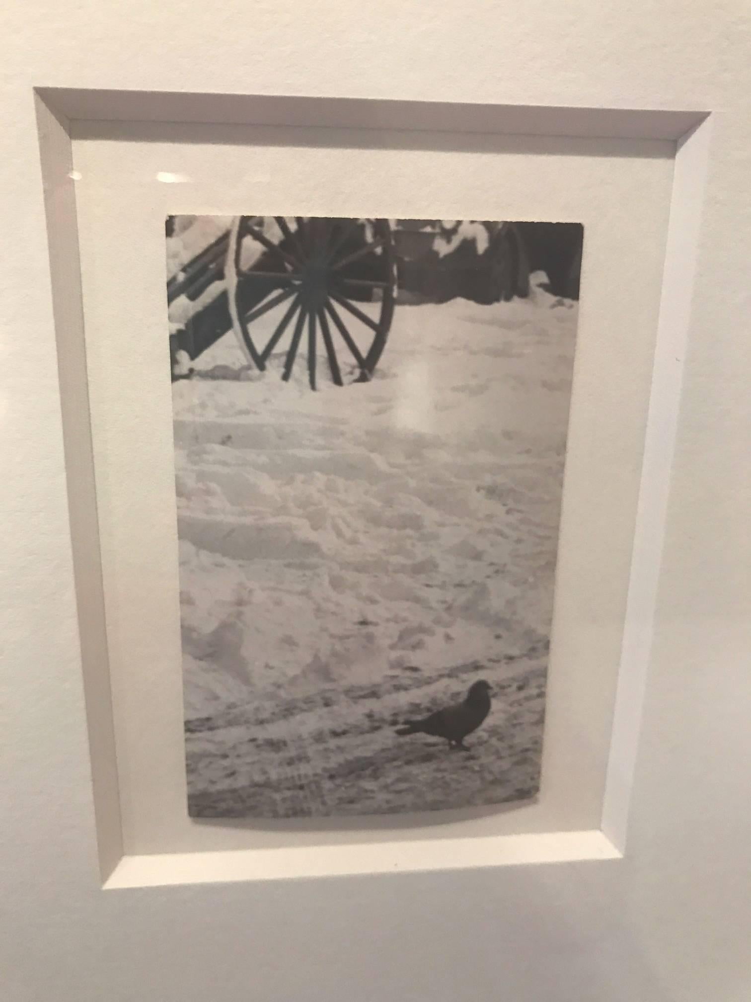 Pigeon in Snow - Photograph by Andre Kertesz