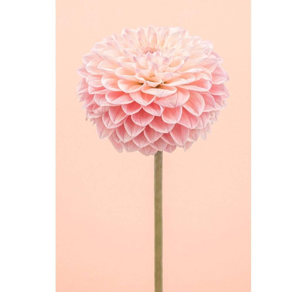Custom Listing for CASEY: Icelandic Poppy II, 2014 image size: 24" x 30" / Tall Pink Dahlia I, 2015 image size: 20" x 30" / Pink Ranunculus II, 2014 image size: 24" x 30"
Signed, dated and numbered on front of print. Titled on back of print.
