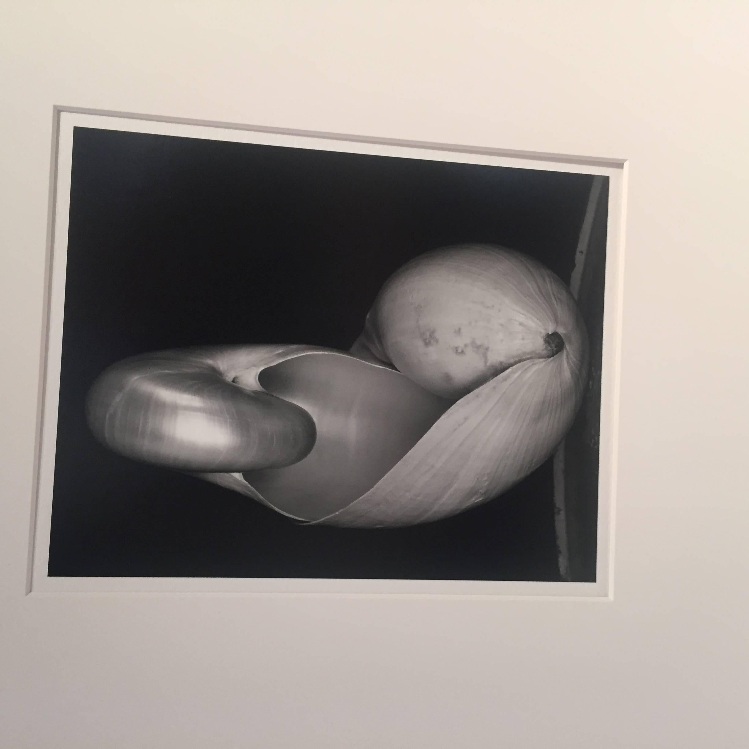 14S ~ Zwei Muscheln – Photograph von Edward Weston